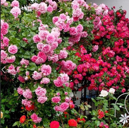 A.V Certified Original Elegant Climbing Rose Flower Seeds